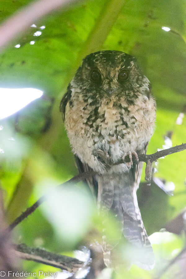 Mountain Owlet-nightjar