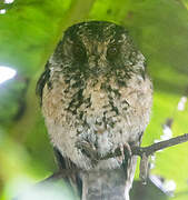 Mountain Owlet-nightjar