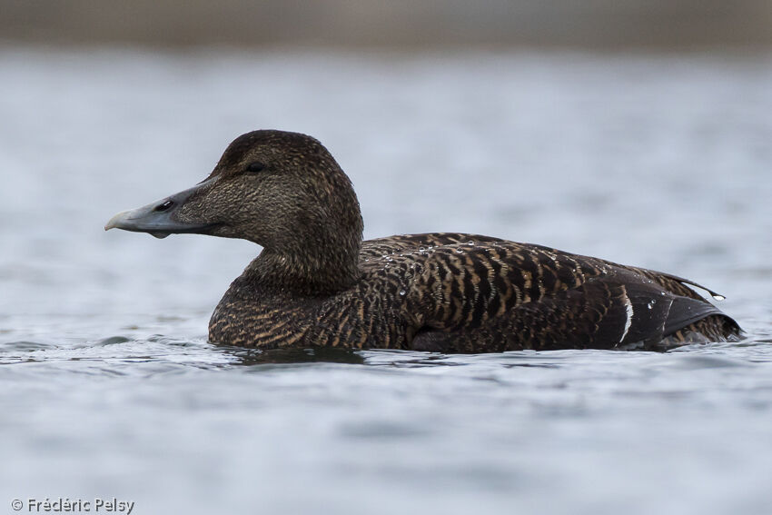 Eider à duvet femelle adulte