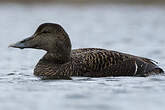 Eider à duvet