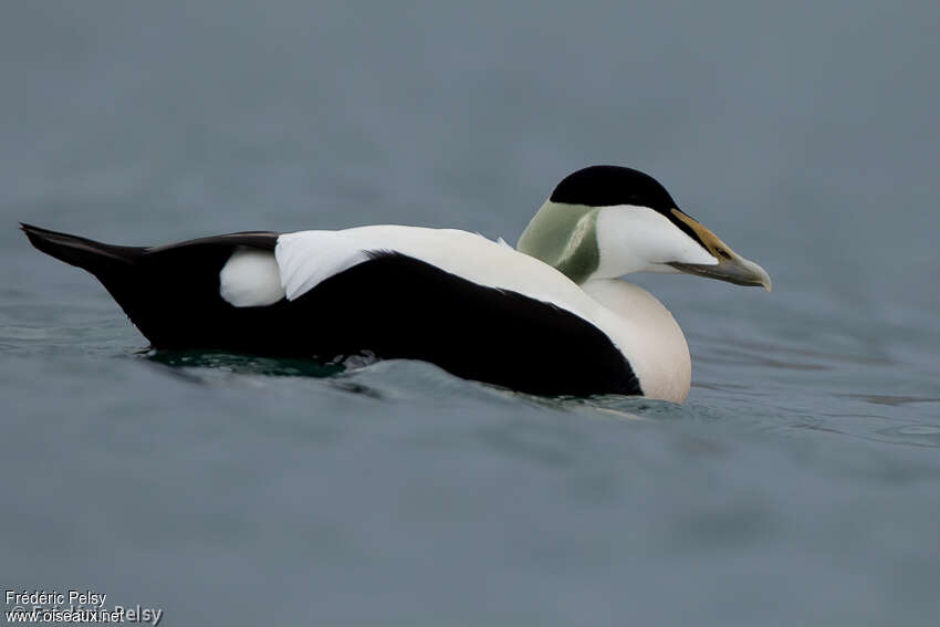 Common Eider male adult, aspect