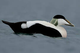 Common Eider