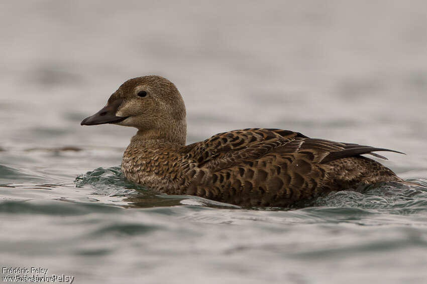 King Eider female adult breeding, identification