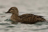 Eider à tête grise