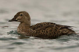 Eider à tête grise