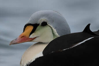 Eider à tête grise