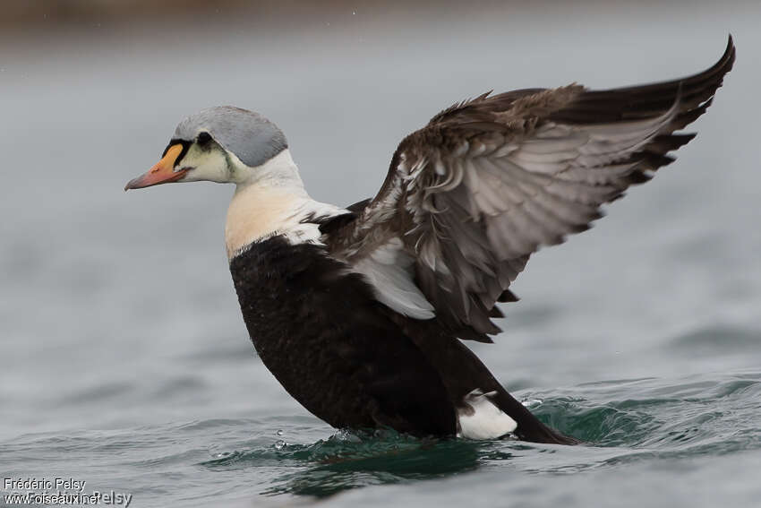 Eider à tête grise mâle 2ème année, identification