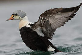 King Eider