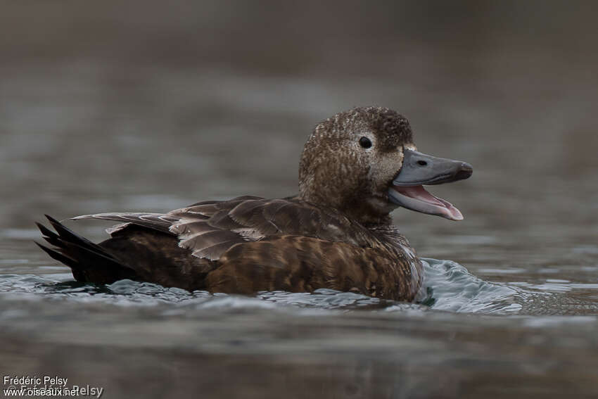 Eider de Steller femelle adulte nuptial, portrait