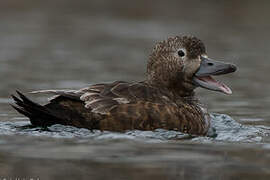 Steller's Eider