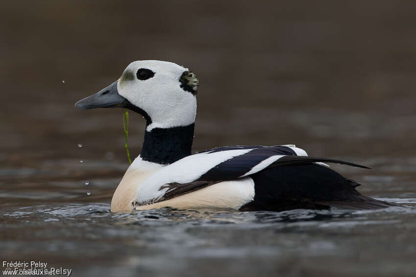 Steller's Eider male adult breeding, close-up portrait