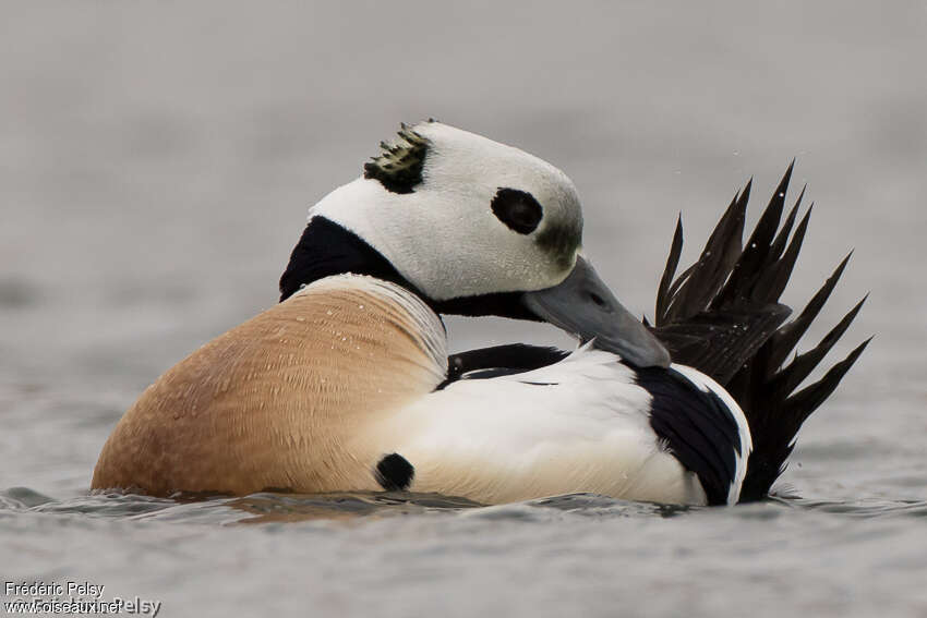 Eider de Steller mâle adulte nuptial, soins, pigmentation