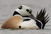 Eider de Steller