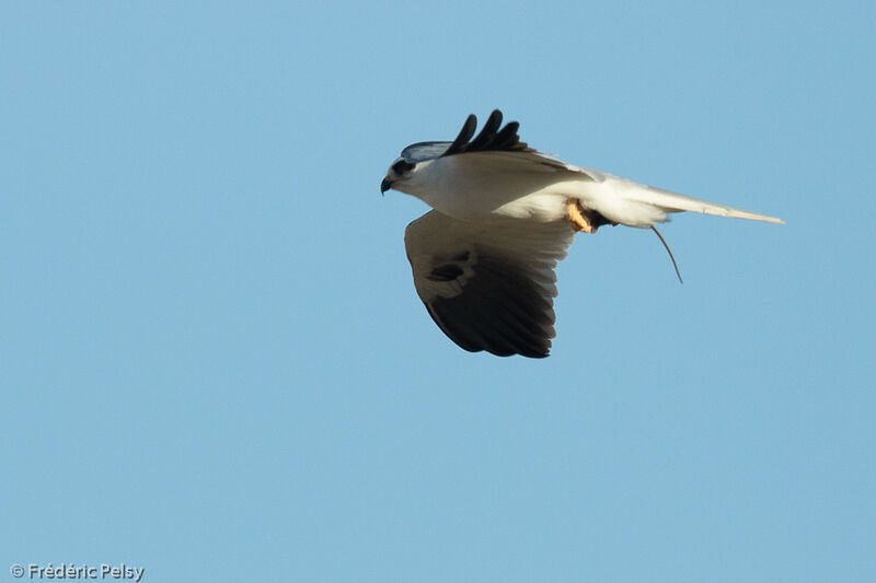 White-tailed Kite, Flight, fishing/hunting