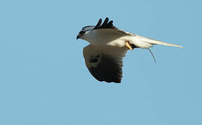 White-tailed Kite