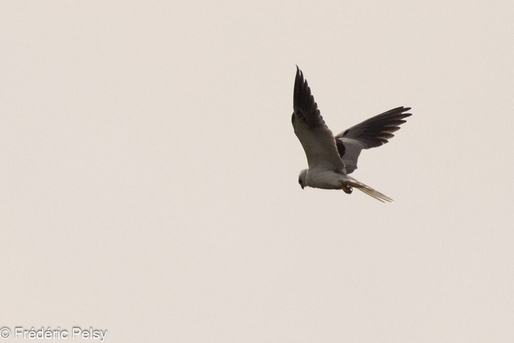 White-tailed Kite