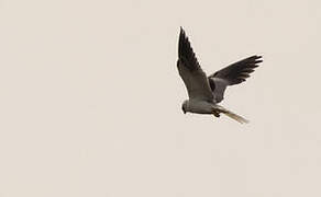 White-tailed Kite