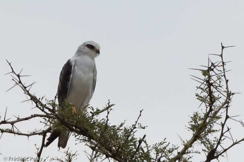 Black-winged Kiteadult