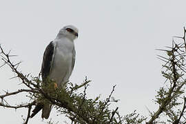 Black-winged Kite