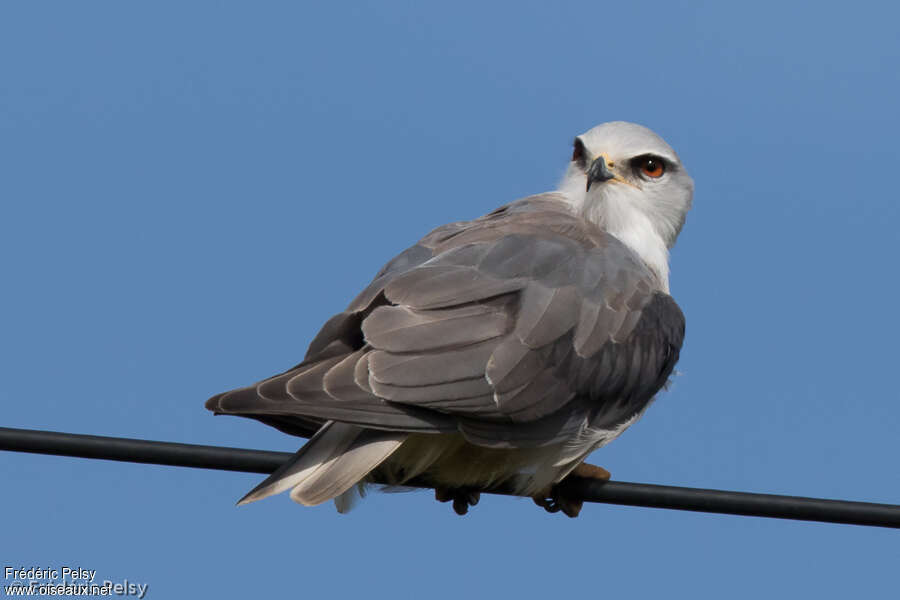 Black-winged Kiteadult, aspect