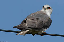 Black-winged Kite