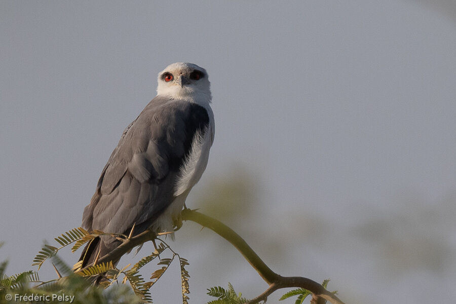 Black-winged Kite