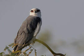 Black-winged Kite