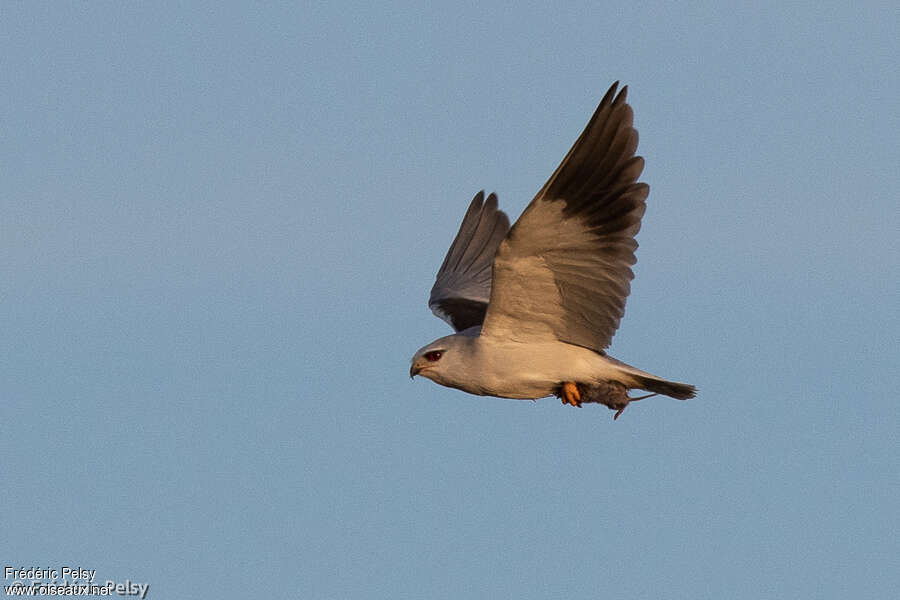 Black-winged Kiteadult, feeding habits, fishing/hunting