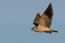 Black-winged Kite