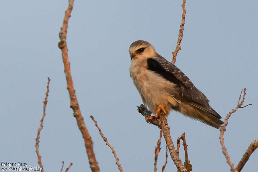 Black-winged Kitejuvenile