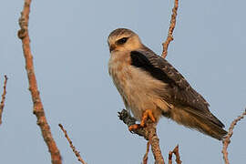 Black-winged Kite