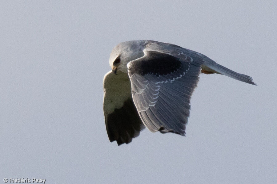 Black-winged Kitejuvenile, Flight