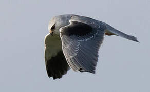 Black-winged Kite