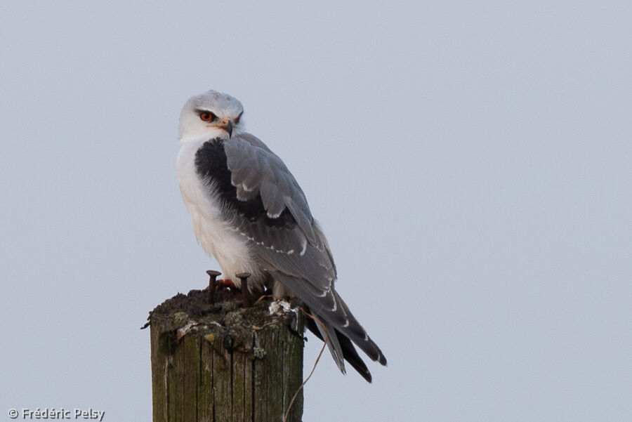 Black-winged Kitejuvenile