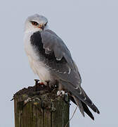 Black-winged Kite