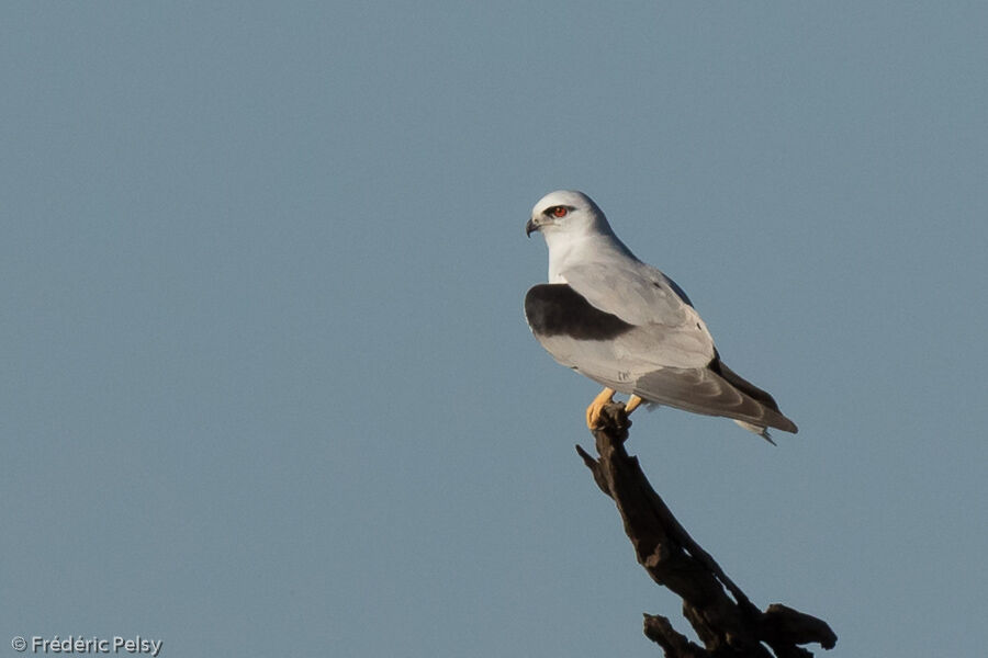 Black-shouldered Kite