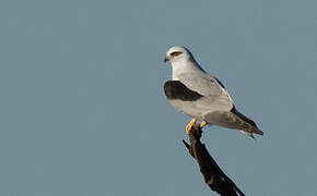 Black-shouldered Kite