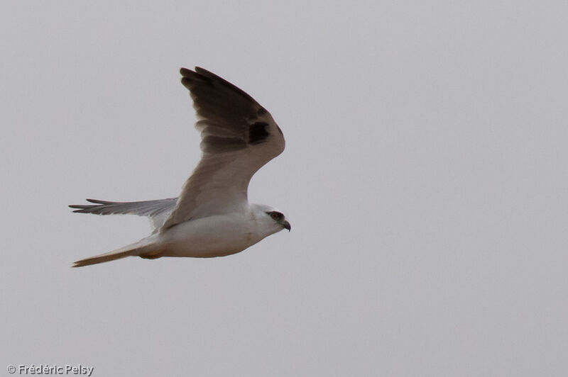 Black-shouldered Kite, Flight