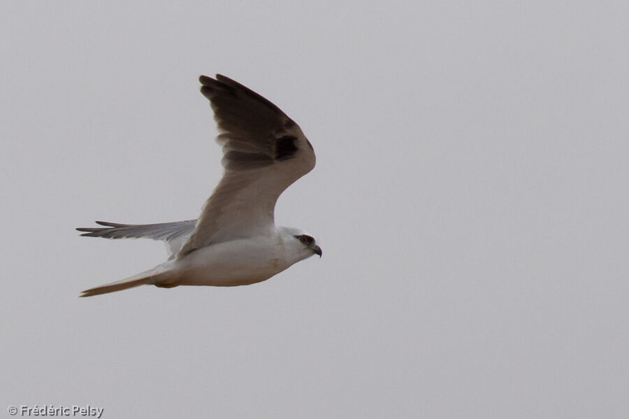 Black-shouldered Kite, Flight