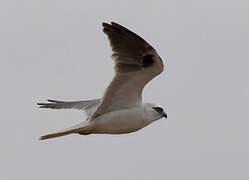 Black-shouldered Kite