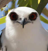 Letter-winged Kite