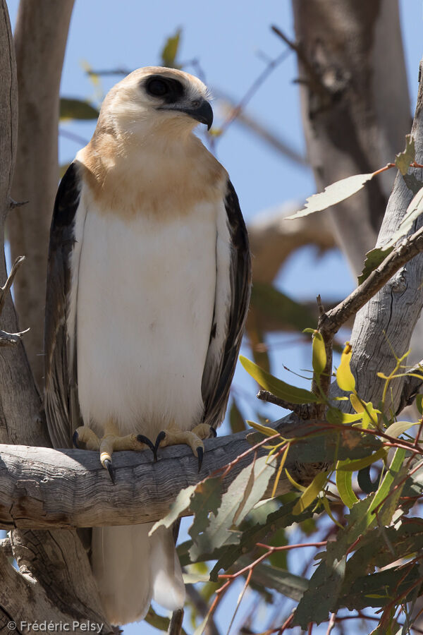 Letter-winged Kitejuvenile