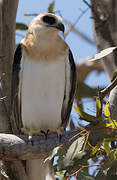 Letter-winged Kite