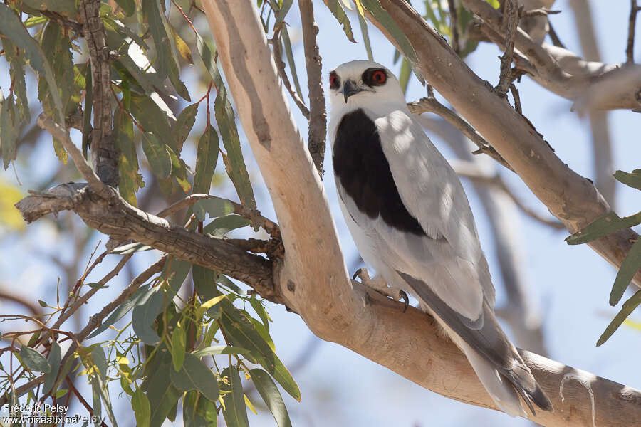 Letter-winged Kiteadult, identification