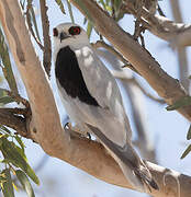 Letter-winged Kite