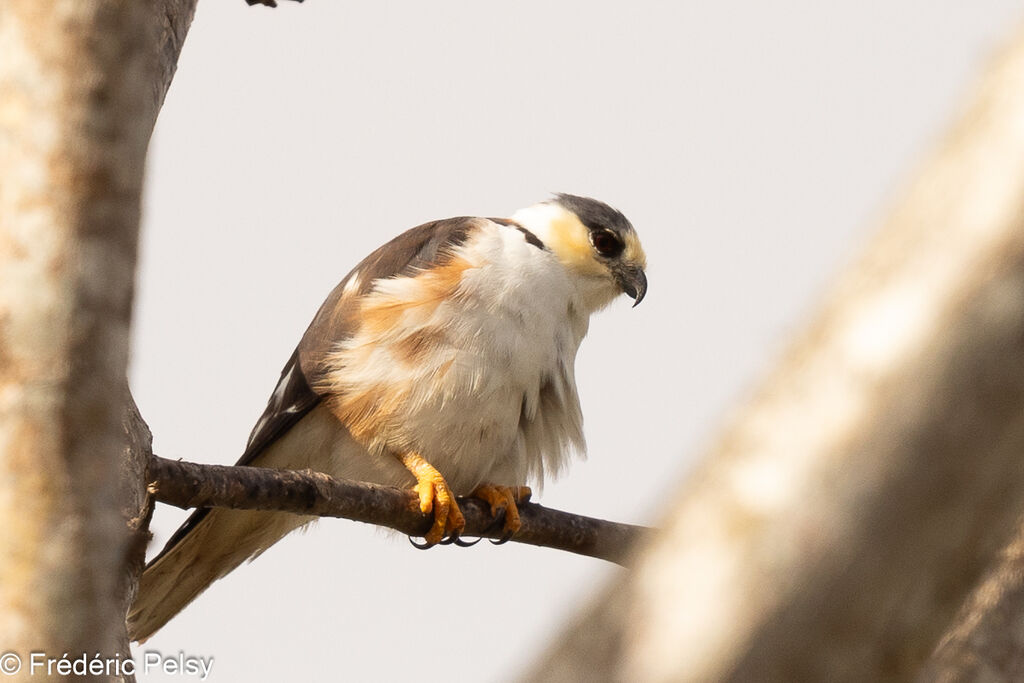 Pearl Kite