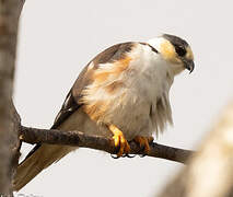 Pearl Kite