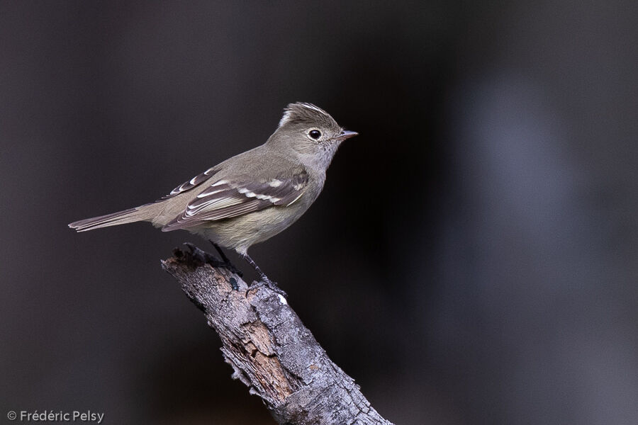 White-crested Elaeniaadult