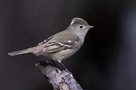 White-crested Elaenia