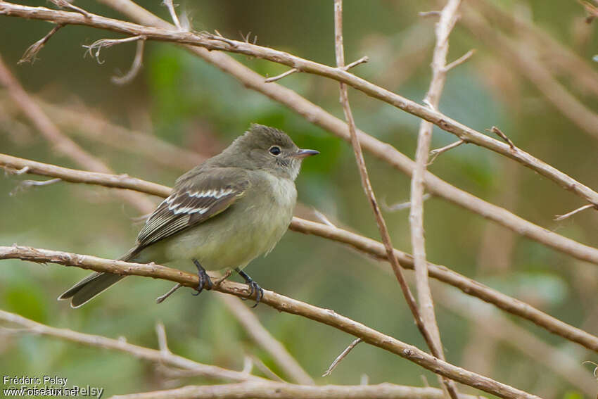 Élénie menueadulte, identification